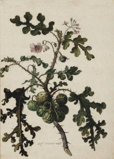 Herman Saftleven - A litchi tomato (Solanum sisymbriifolium)
