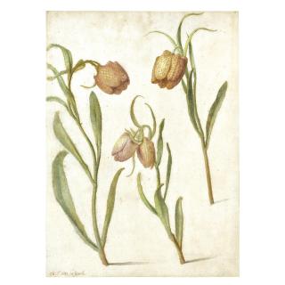 Herman Saftleven - Study Of Three Fritillaries