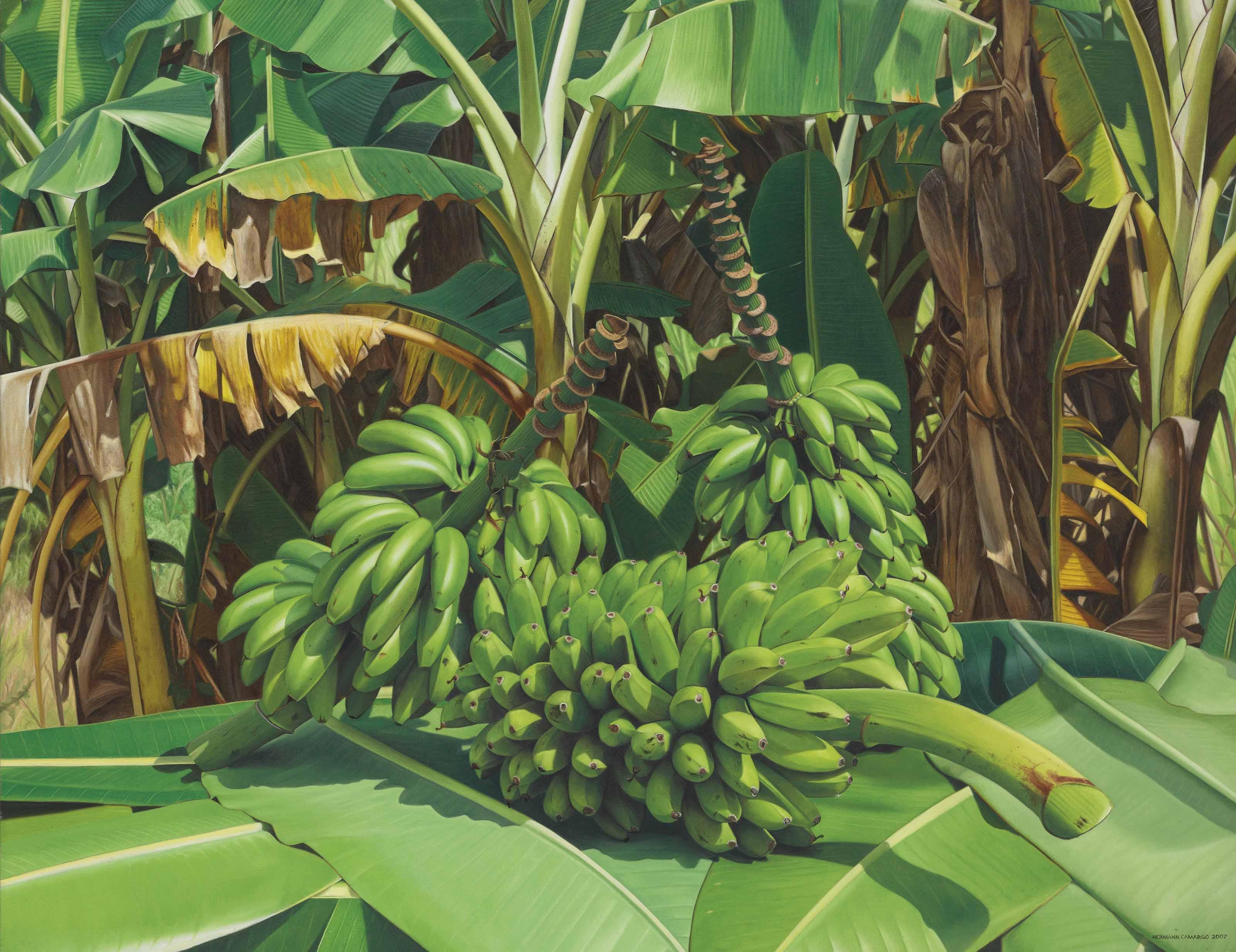 Hermann Camargo - Recogida de bananos