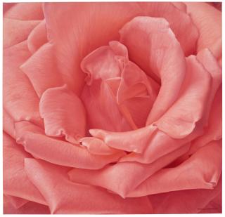 Hermann Camargo - Untitled (Rose)