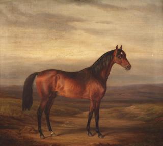 Hermann Freese - A young brown stallion