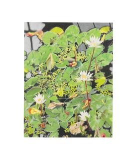 Hilary Pecis - Botanical Gardens 2