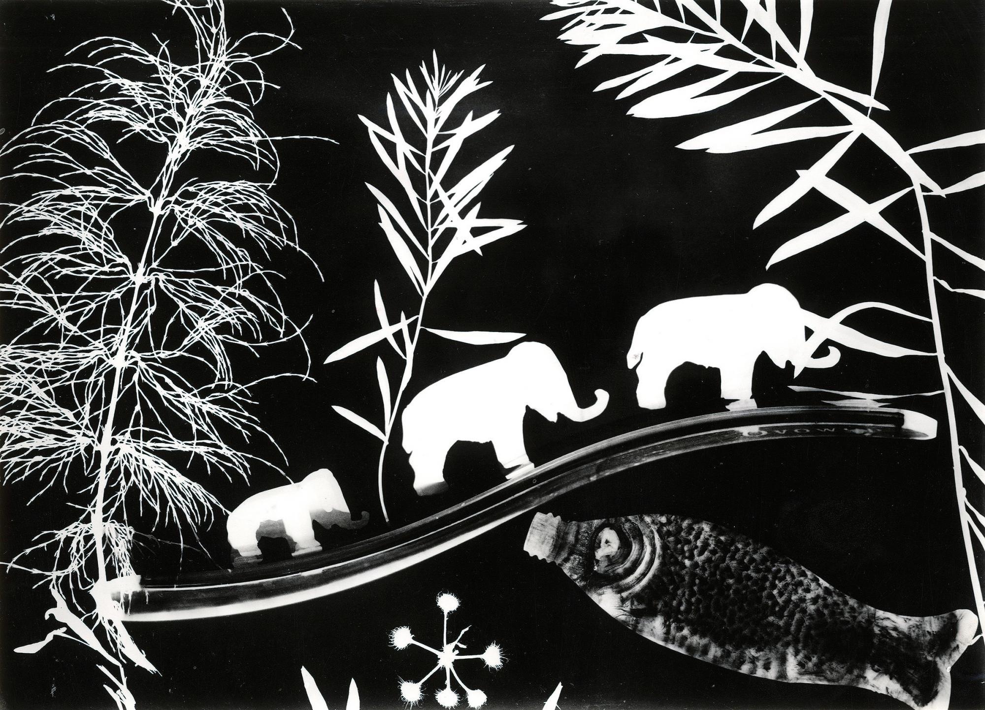 Hilde Horn - Photogramm mit Elephanten