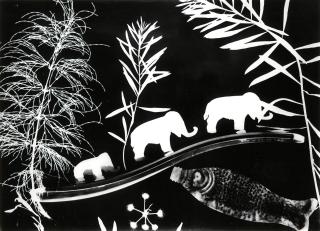 Hilde Horn - Photogramm mit Elephanten