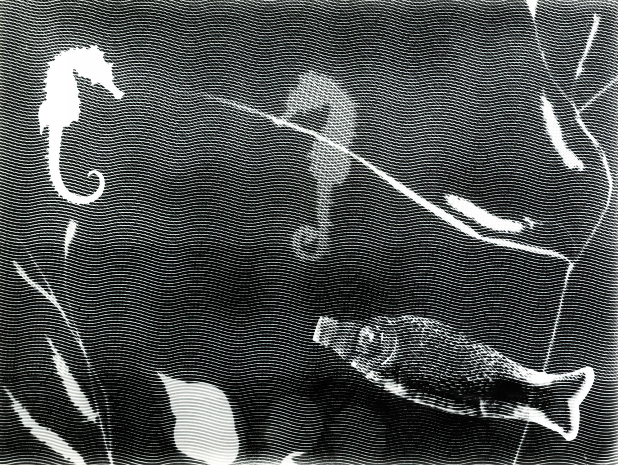 Hilde Horn - Photogramm mit Seepferdchen