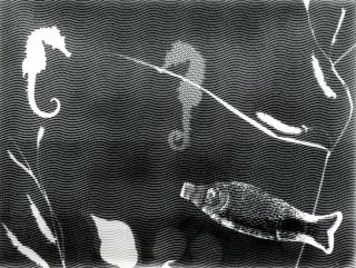 Hilde Horn - Photogramm mit Seepferdchen