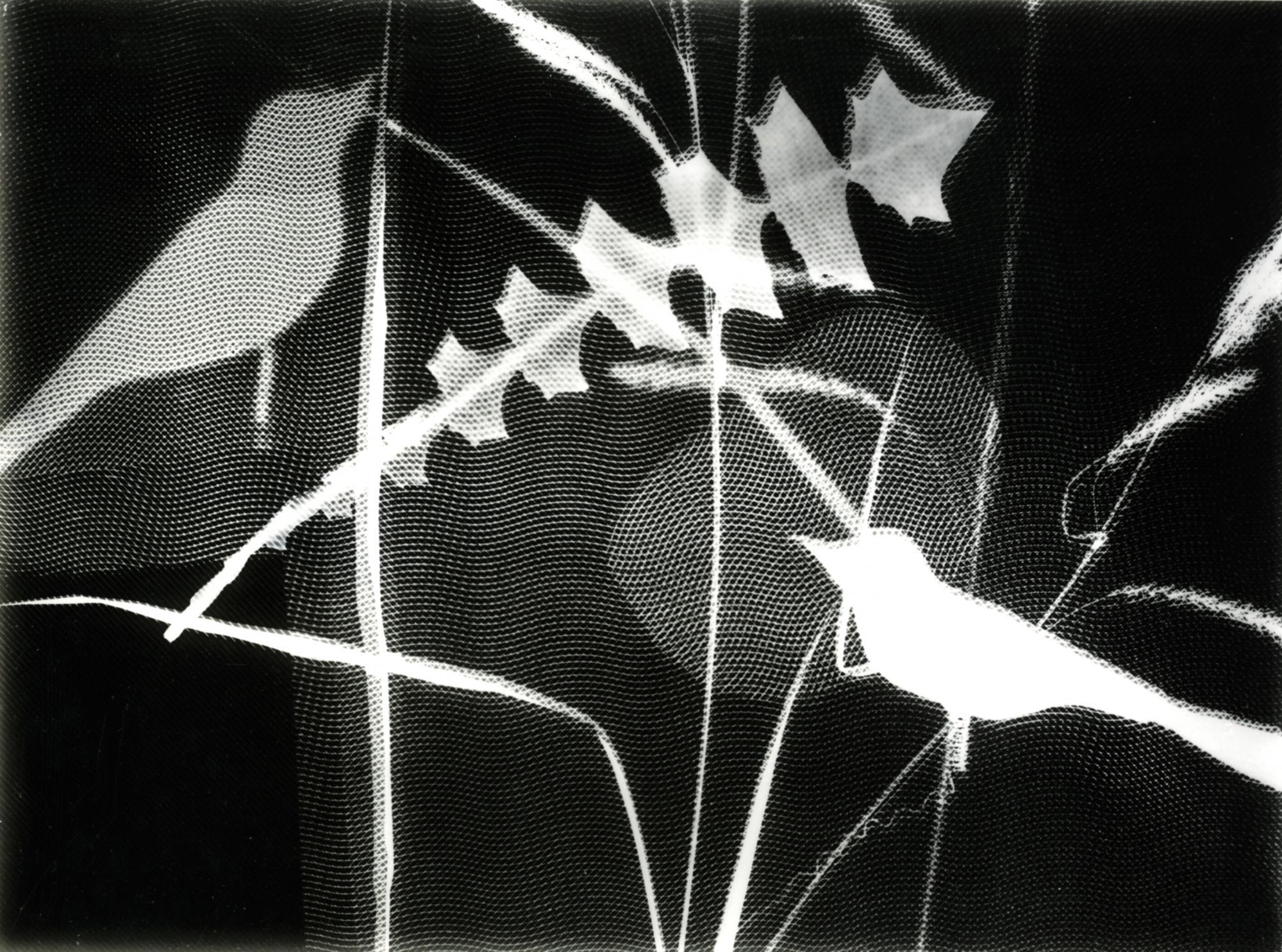 Hilde Horn - Photogramm mit Vögeln