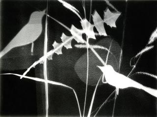 Hilde Horn - Photogramm mit Vögeln