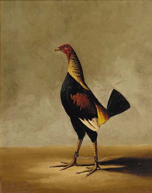 Hilton Pratt - Trimmed and spurred fighting cocks