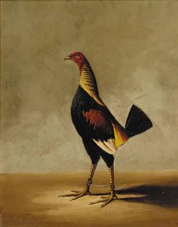 Hilton Pratt - Trimmed and spurred fighting cocks