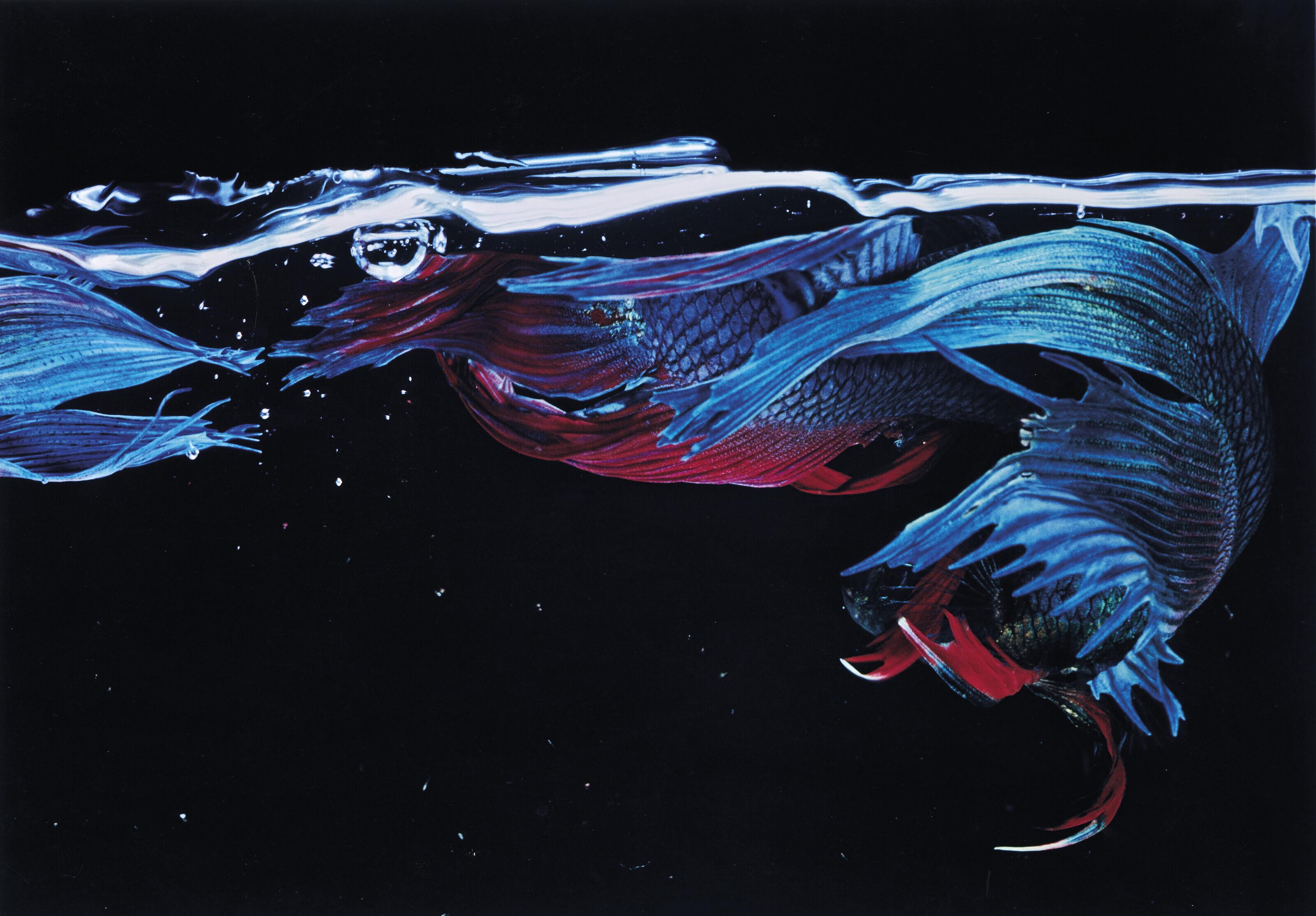 Hiro - Betta Splendens, New York, 1981