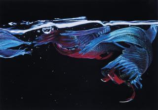 Hiro - Betta Splendens, New York, 1981