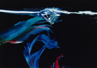 Hiro - Betta Splendens, New York City
