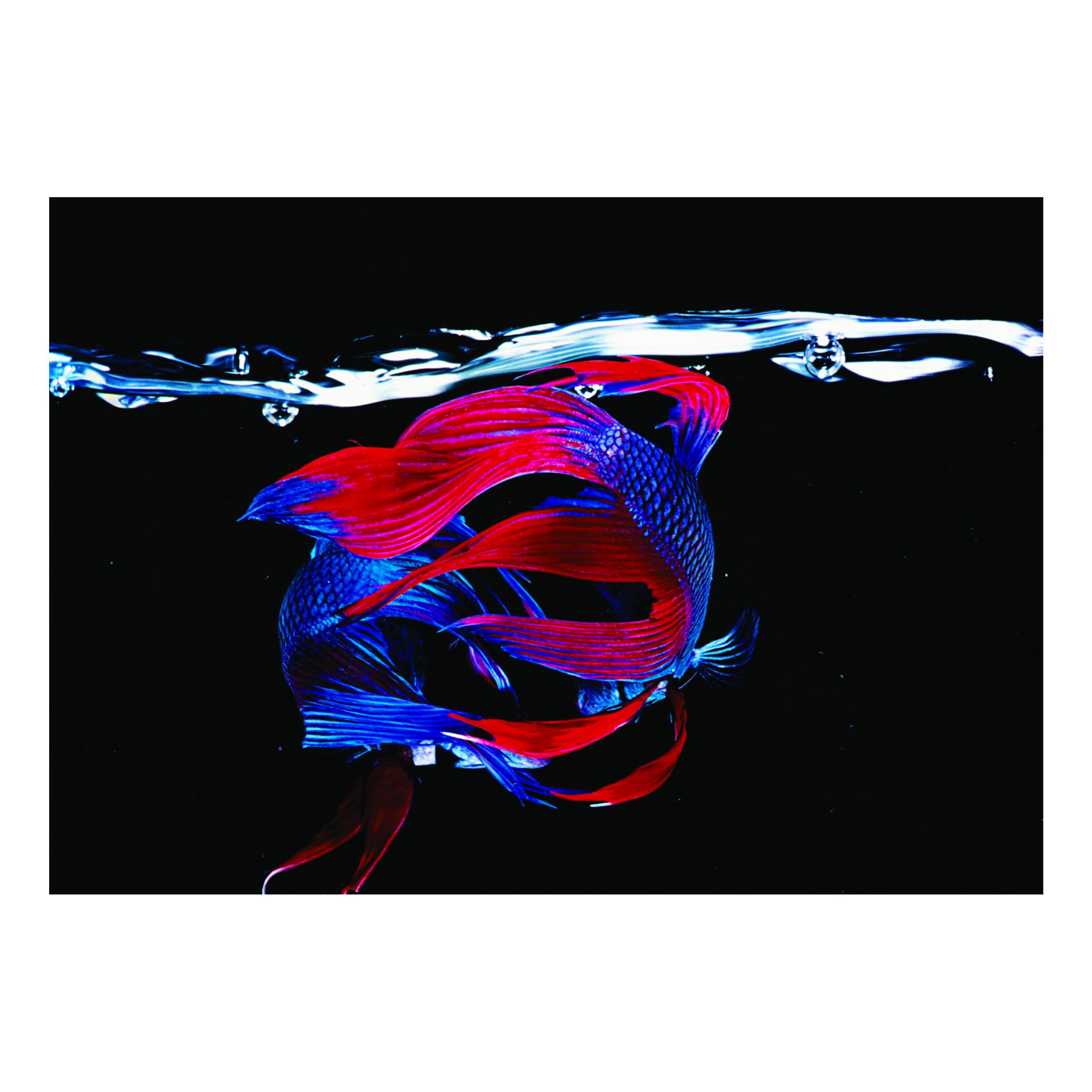 Hiro - \'Betta Splendens, New York City\'