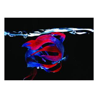 Hiro - \'Betta Splendens, New York City\'