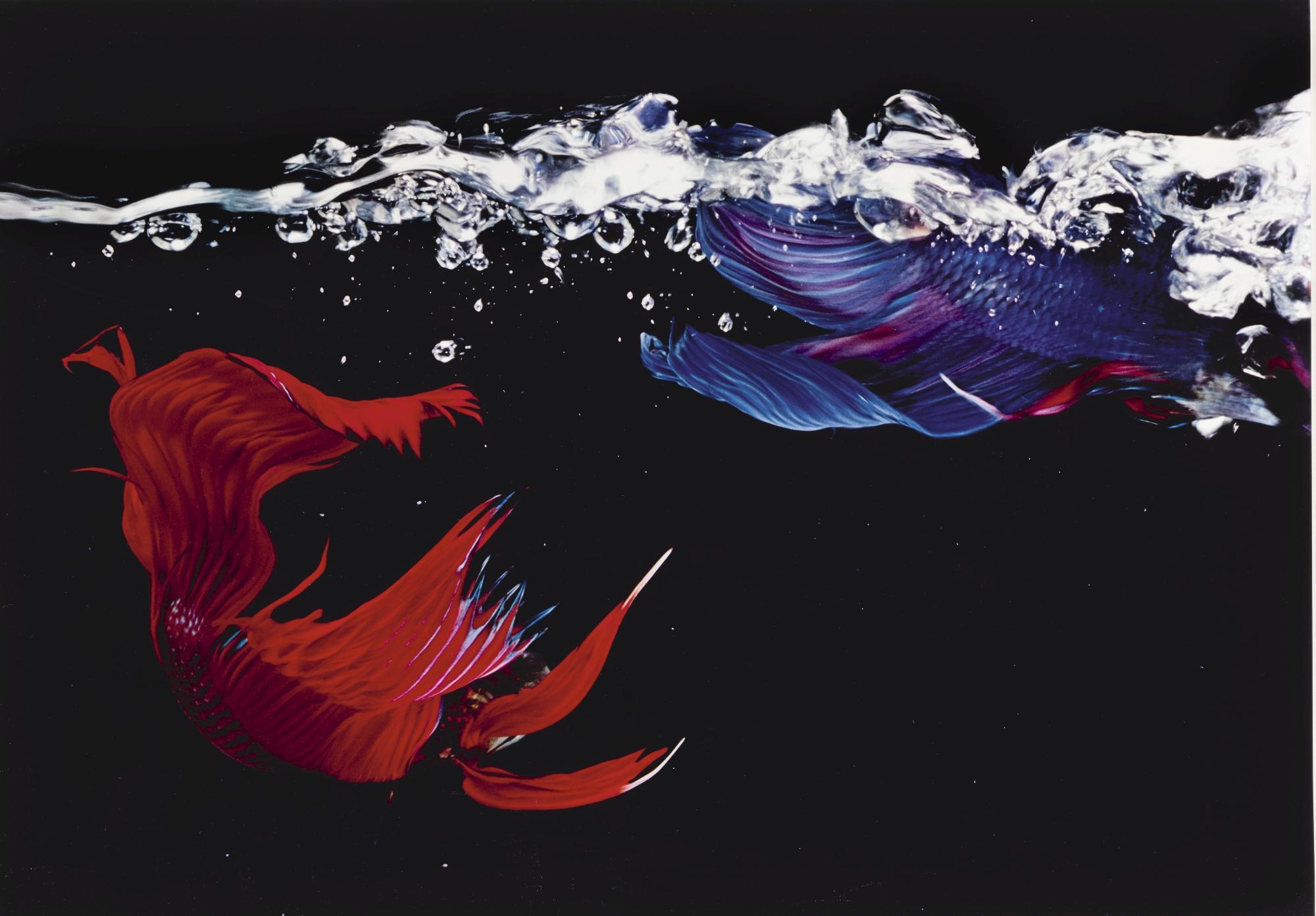 Hiro - \'Betta Splendens, New York City\'