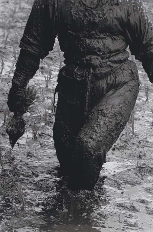 Hiroshi Hamaya - Woman Planting Rice, Toyama, Japan, 1955