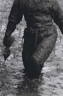 Hiroshi Hamaya - Woman Planting Rice, Toyama, Japan, 1955