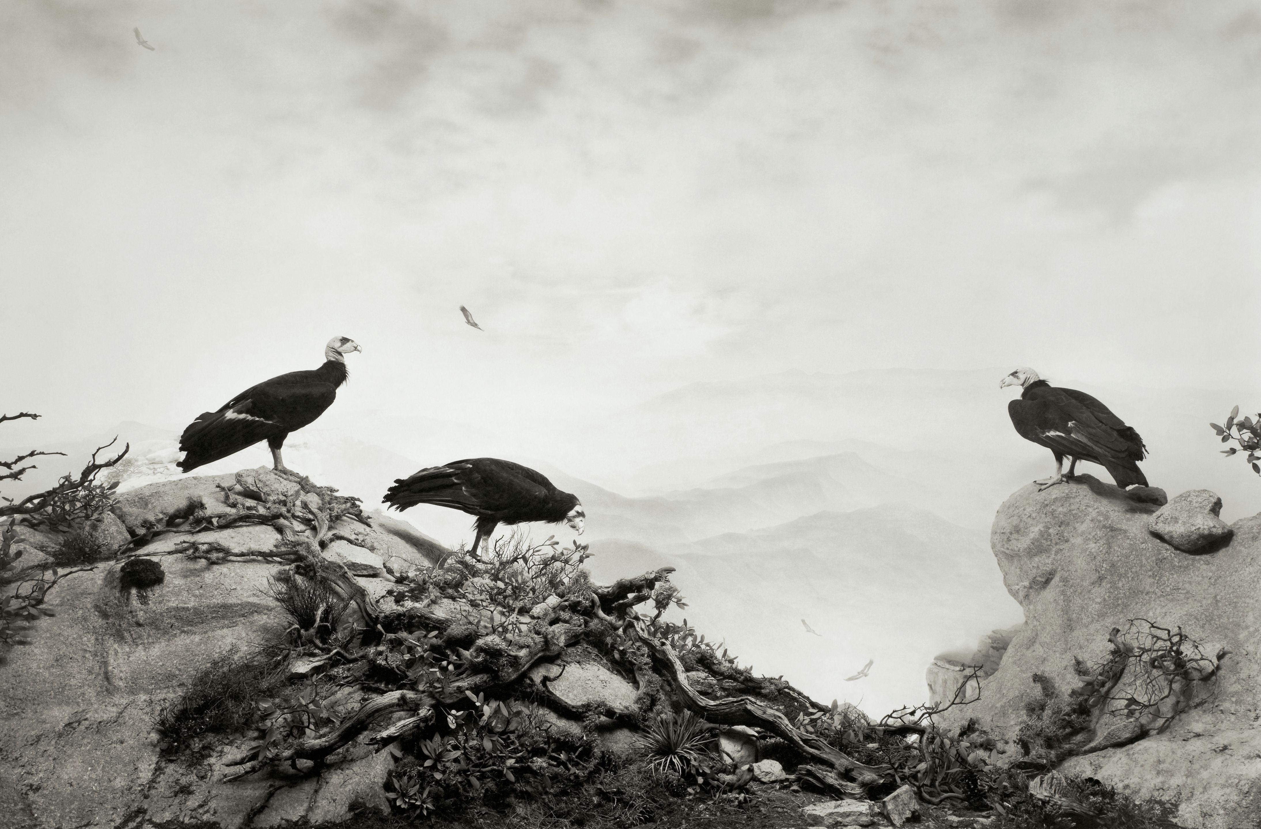 Hiroshi Sugimoto - Condors