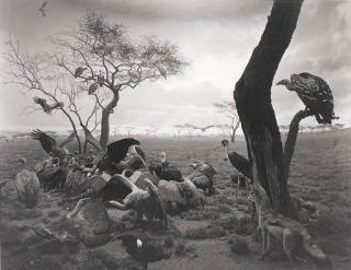 Hiroshi Sugimoto - Dioramas, Hyena Jackal Vulture