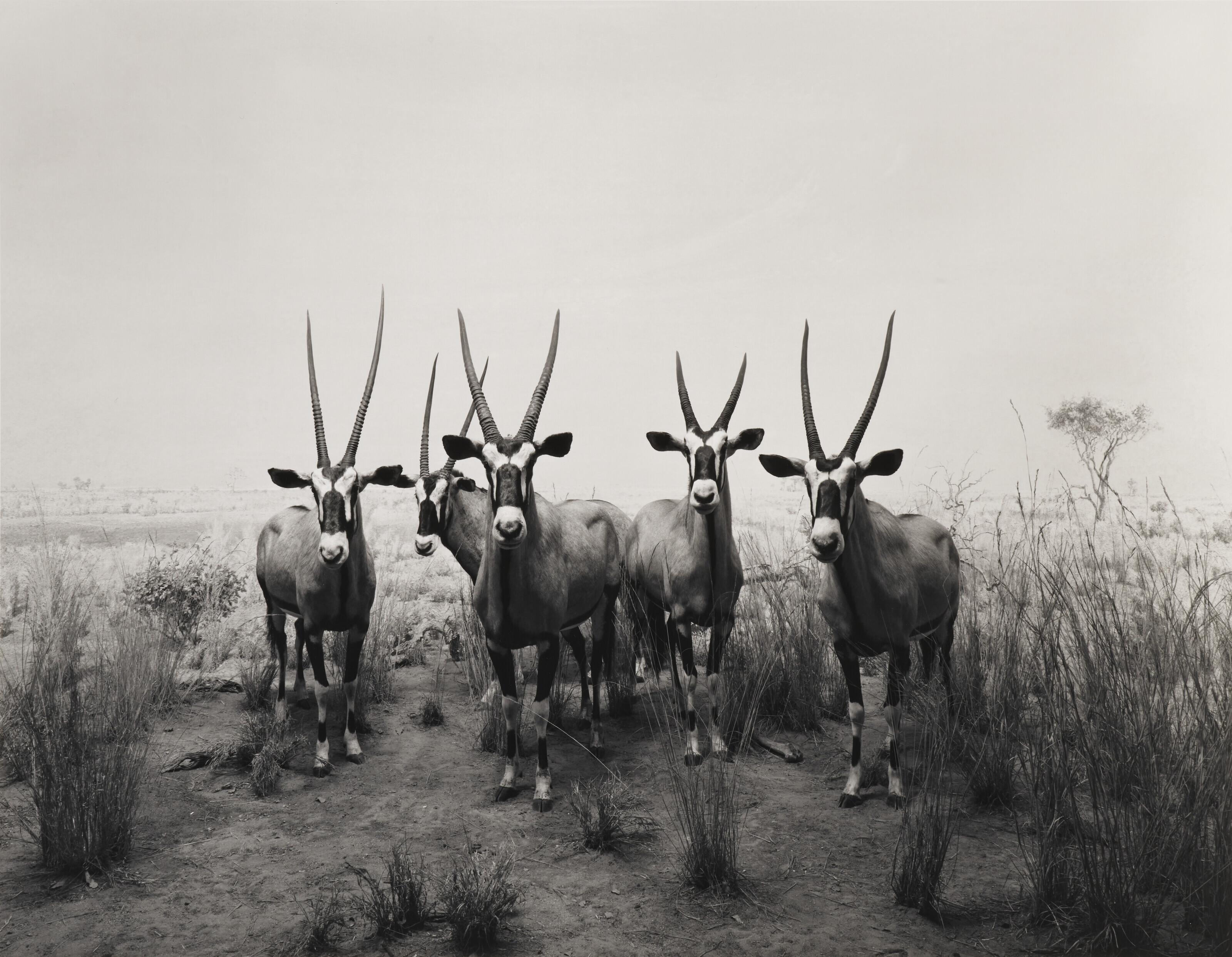 Hiroshi Sugimoto - Gemsbok, 1980