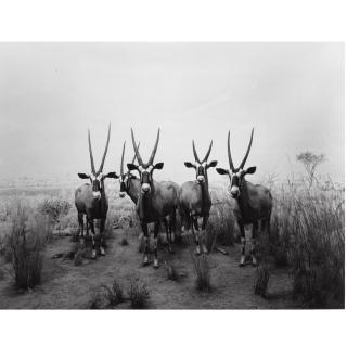 Hiroshi Sugimoto - Gemsbok, 1980