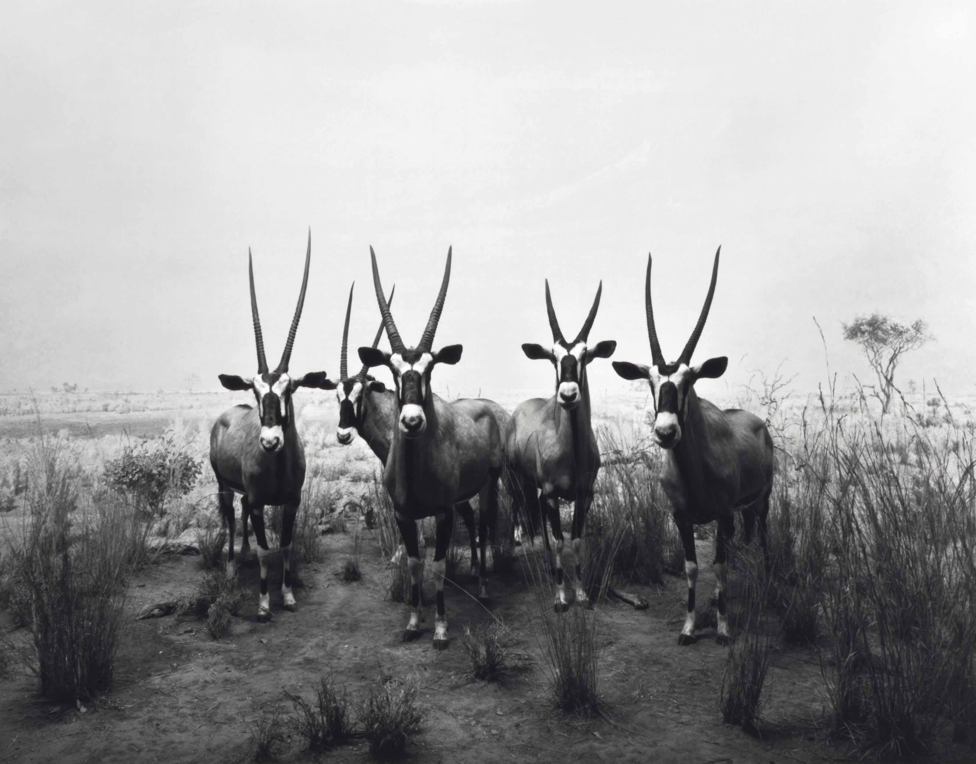 Hiroshi Sugimoto - Gemsbok, 1980