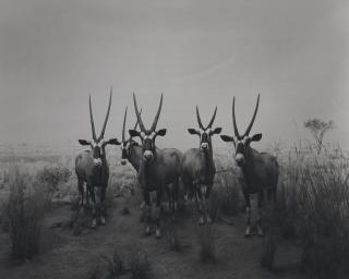 Hiroshi Sugimoto - Gemsbok