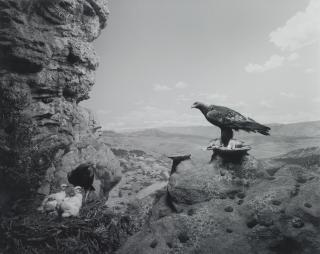 Hiroshi Sugimoto - Golden Eagle