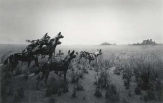 Hiroshi Sugimoto - Hunting dog