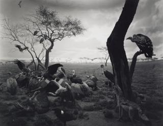 Hiroshi Sugimoto - Hyena-Jackal-Vulture, 1976