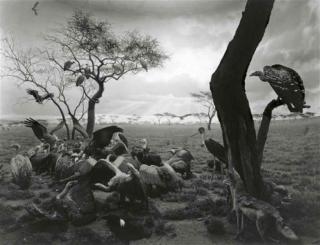 Hiroshi Sugimoto - Hyena-Jackal-Vulture, 1976