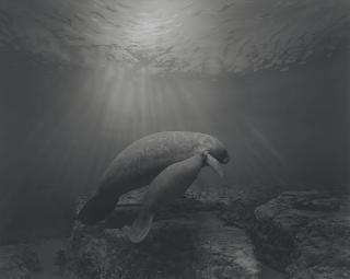 Hiroshi Sugimoto - Manatee