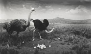 Hiroshi Sugimoto - Ostrich - Wart Hog, 1980