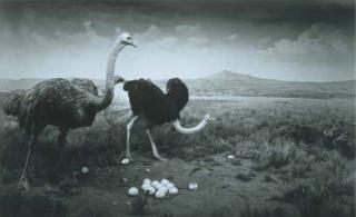 Hiroshi Sugimoto - Ostrich-Wart Hog