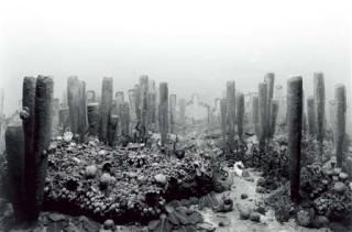 Hiroshi Sugimoto - Permian Period, 1992