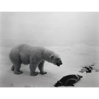 Hiroshi Sugimoto - Polar Bear