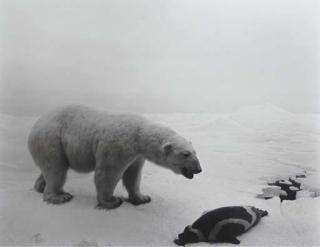 Hiroshi Sugimoto - Polar Bear