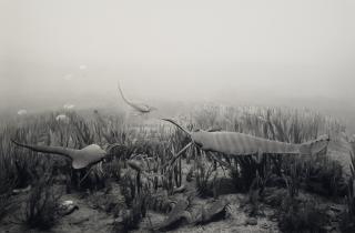 Hiroshi Sugimoto - Silurian Period, 1992