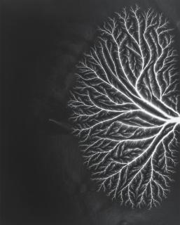 Hiroshi Sugimoto - \'Talbotized 004, 2012\'