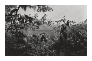 Hiroshi Sugimoto - White Mantled Colobus