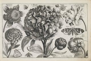 Hollar, Wenceslaus - Animalium, Ferarum, & Bestiarum, Florum, Fructum, Muscarum, Vermiunque Icones variae (Pennington 2064-2075)