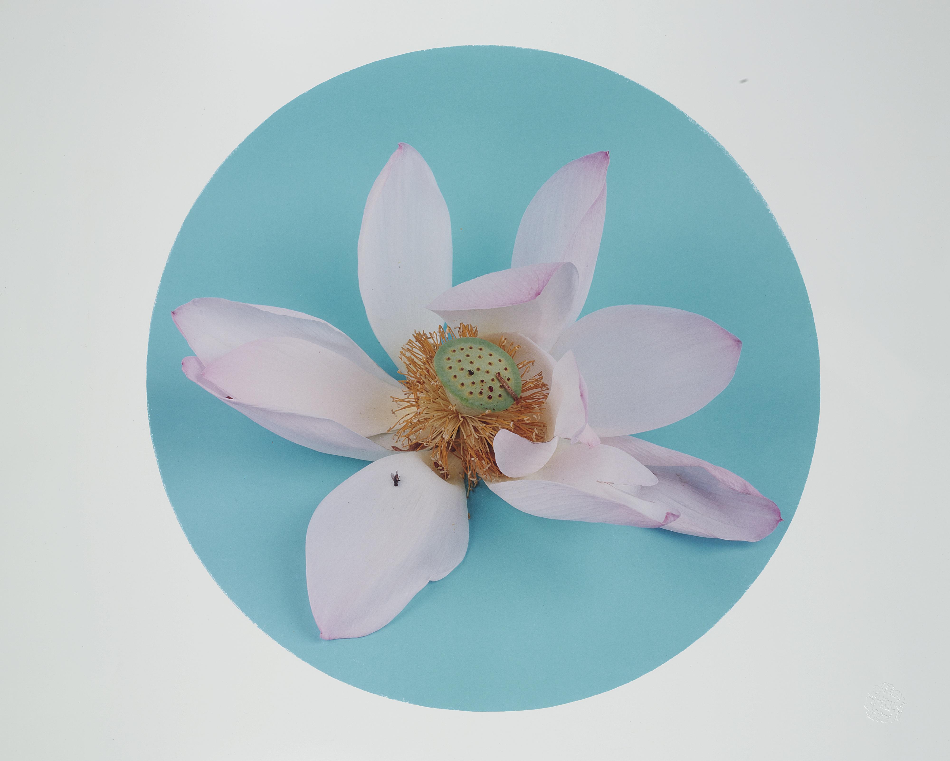 Hong Lei - After The Song Painting \