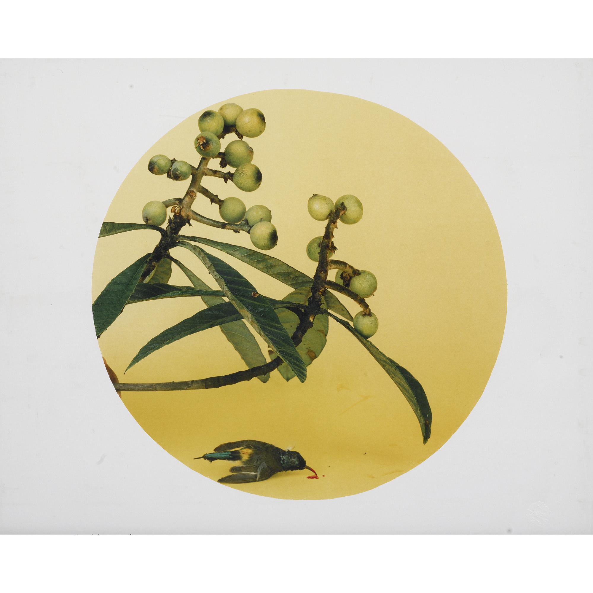 Hong Lei - After Zhao Ji\'S Song Dynasty Painting Of Loquats And Wild Birds