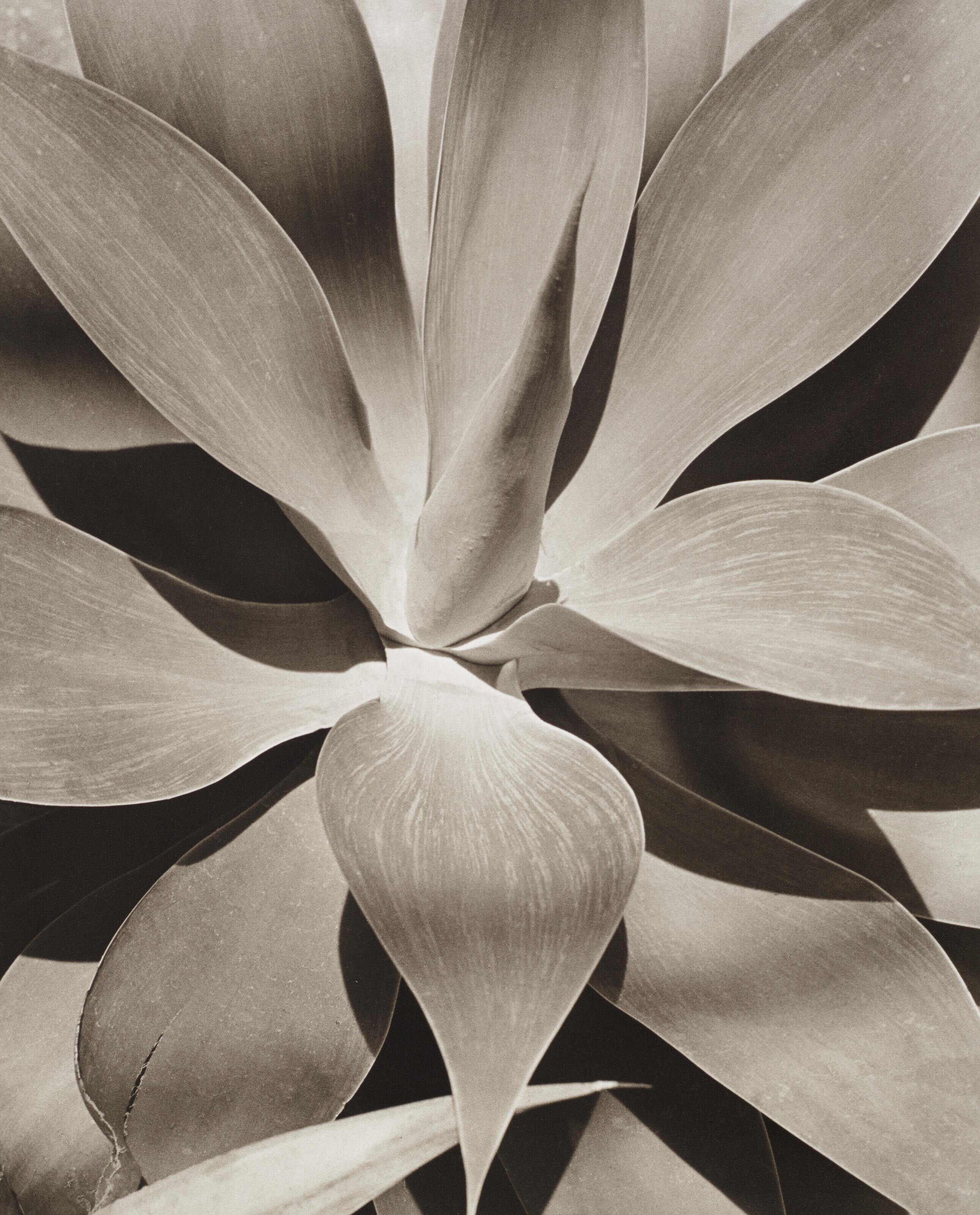 Horst P. Horst - Agave Attenuata, 1945