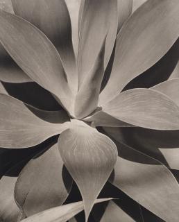 Horst P. Horst - Agave Attenuata, 1945