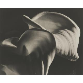 Horst P. Horst - \'Calla Aethiopica\'