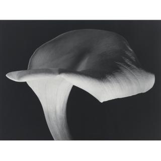 Horst P. Horst - \'Calla Lily\'