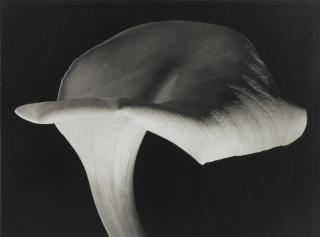 Horst P. Horst - \'Calla Lily\'