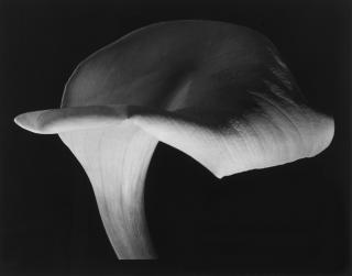 Horst P. Horst - Calla Lily